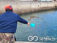 하동 구노량 마을어장에 바다의 산삼 해삼 10만 마리 방류