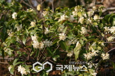 산림청 국립수목원,1월 우리의 정원식물...상서로운 하얀 향기 백서향