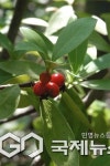 산림청 국립수목원,1월 우리의 정원식물...상서로운 하얀 향기 백서향