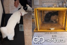 사천시, 길고양이·실외사육견 무료 중성화수술 신청 접수