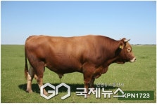 삼척시 하장 죽포농장, 한우 보증씨수소 최종 선발