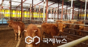 강원특별자치도, 축산 분야 482억 투자