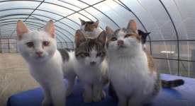 TV동물농장 농부와 5냥이·미남 탐지견 유키·동물원 겨울나기 소개