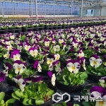 영동군농업기술센터, 봄꽃 전령사 비올라 꽃 피워
