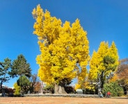 청주중앙공원 은행나무 청주 압각수 천연기념물 지정 고시