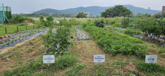 인천환경공단, 영종도 친환경 주말농장 무료 분양
