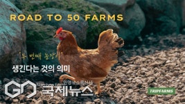 좁은 케이지 안녕…트립팜스, 자유방목 동물복지 농장 신호탄