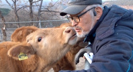 소는 풀을 먹어야 소답다 장흥 목장주 조영현의 17년 뚝심 철학