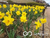 이기대공원·황령산 생태숲으로 수선화 보러오세요
