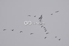 [국제포토] 철새들의 봄, 이사하기 좋은 데이