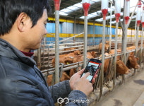 경주 농축수산 3대 명품 부상…천년한우·체리·감포 전복 전성시대