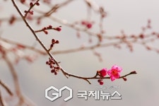 화엄사 홍매화, 지리산 봄 알리다…14일부터 실시간 공개