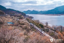 기차 타고 떠나는 매화 나들이… 양산 원동 순매원·서리단길 코스