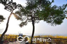 [국제포토] 봄의 초대 개나리꽃 & 미세먼지