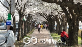 영주시, 지역 곳곳의 벚꽃 명소 서천뚝방길·원당천·남원천변
