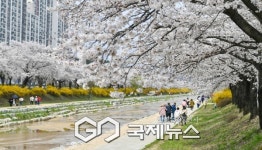 영주시, 지역 곳곳의 벚꽃 명소 서천뚝방길·원당천·남원천변