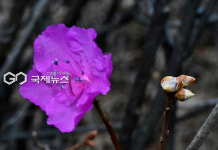 [국제포토] 개화를 기다리는 진달래꽃