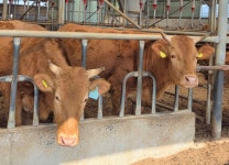 담양군, 마리당 2500만 원 우량 암소 배출 화제