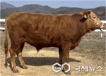 전북자치도 축산연구소, 전국 한우 씨수소 4년 연속 배출