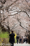 시민들로 붐비는 윤중로 벚꽃길