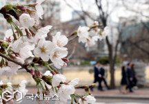 꽃향기 가득한 윤중로 벚꽃길