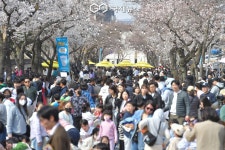 벚꽃 아래 머무는 경주…대릉원 돌담길 축제 4월 3일 개막