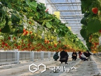 홍천군 스마트팜에서 딴 딸기, 내 손으로 케이크까지...홍천 어린이 체험 눈길