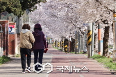 [포토] 의왕시, 곳곳 벚꽃 만개