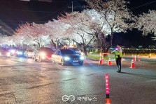 경주 전역 벚꽃 만개…암곡 벚꽃 터널은 지금이 피크