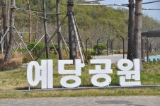 LH가 해당 지침을 제대로 따르지 않은 예당공원 소나무 예방주사 소나무 죽을 수도