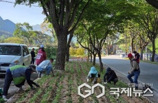 보랏빛 꽃길 변신 단양군 남천1리, 맥문동 2만5천주 식재