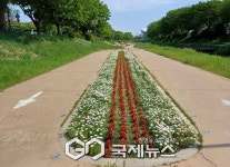 안산시, 안산천·화정천 산책로 봄꽃길 조성… 시민 발길 이어져