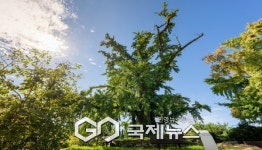 영주시, 금성대군신단 압각수 국가유산 지정 추진…역사적 의미 재조명