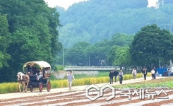 청보리밭 따라 걷는 축제…단양군 대가천 청보릿길 걷기행사 열려
