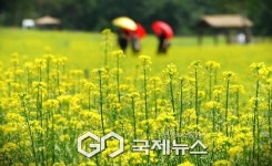 우리 함께 꽃길만 걸어요…철원 고석정 꽃밭