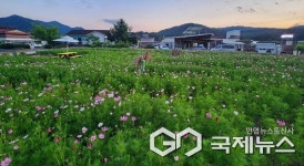 제천 박달재전통시장 상인회 코스모스 꽃밭 개장 관광객 발길 유혹