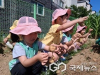 청주 수성초병설유치원, 텃밭 감자 수확