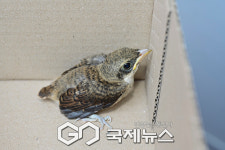 [국제포토] 황조롱이 월미공원에 출현