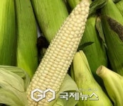 원주시, 치악산 찰옥수수 축제 7월 10일 개막…문막농민문화센터서 개최