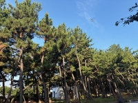 포항시 송도솔밭 2차 드론 방제…도심 숲 재선충병 예방 실시