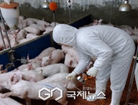 문경시, 구제역 확산 방지 위해 우제류 전 두수 긴급 예방접종 실시