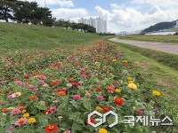 양산천변 백일홍 만개, 시민 힐링 명소로 자리매김