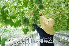 퇴근길 원예부터 수박 수확까지... 강북구, 도심 속 스마트팜 이색 체험 유치