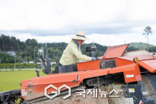 [GJ포토] 김중남 강릉시장, 박월동 영농 현장 방문…농업인 격려·벼 수확 참여