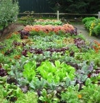 먹기도 좋고 보기도 좋은 ‘텃밭 정원’