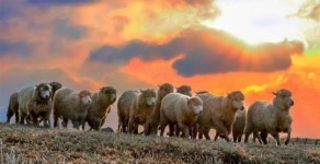 양띠해 희생과 평화가 가득하길, 새해 복 많이 받으세요