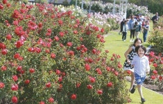 완연한 봄 … 로즈가든 장미도 활짝