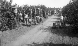  한파로 오렌지 농장 위축…한인촌 인구 감소 