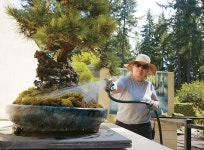  전세계 관광객들이 찾는 분재의 천국 