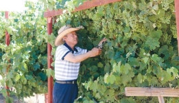  농사로 건강 되찾아 기뻐요 가나안 매실농원 방춘식대표 